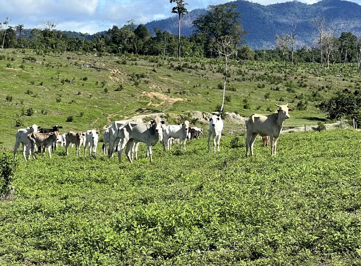 Gado morre de fome e fica fraco por falta de pasto e pela infesteção de lagartas e ervas daninhas em Roraima